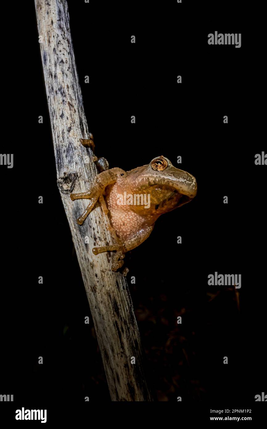 Frog toe hi-res stock photography and images - Page 6 - Alamy
