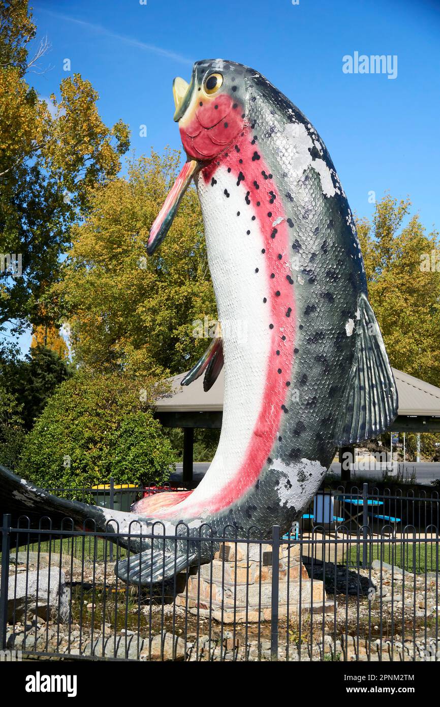 Adaminaby NSW Australia. A sculpture of the Big Rainbow Trout Oncorhynchus mykiss capturing the moment when they jump out of the water. Stock Photo
