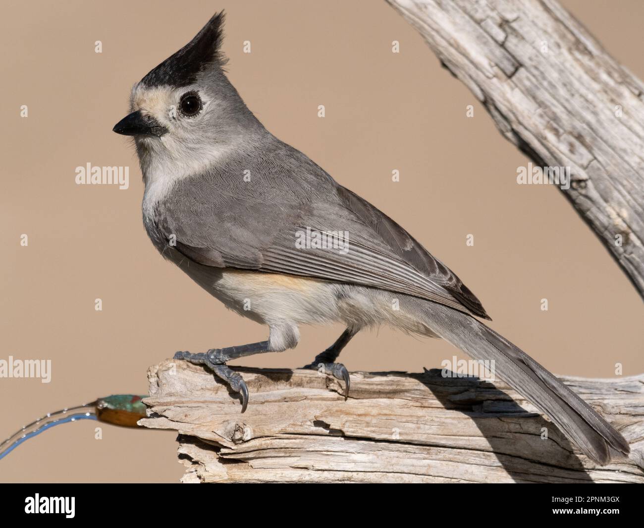 Black-crested titmouse perched on a log with a water spout. Photographed in profile facing left. Stock Photo
