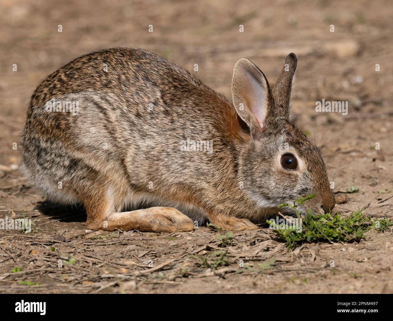 Eastern cottontail rabbit photographed in the wild close up and in