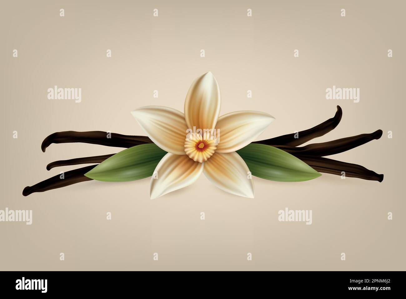 Vector 3d Realistic Sweet Scented Fresh Vanilla Flower with Dried Seed