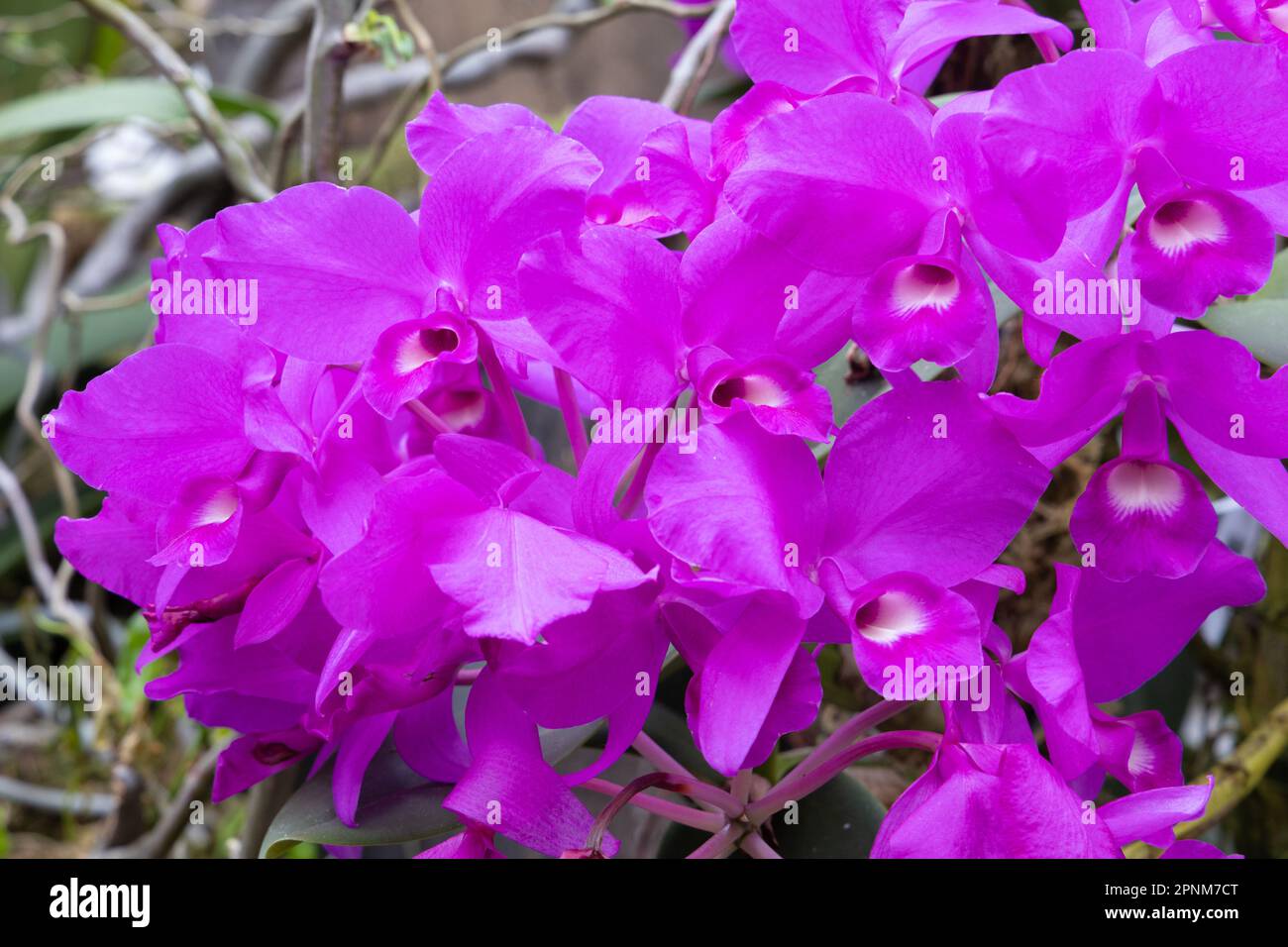 Pink cattleya orchid blossoms Stock Photo