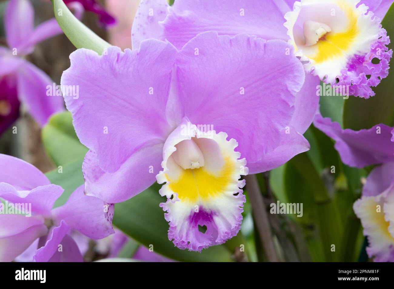 Pink cattleya orchid blossoms Stock Photo