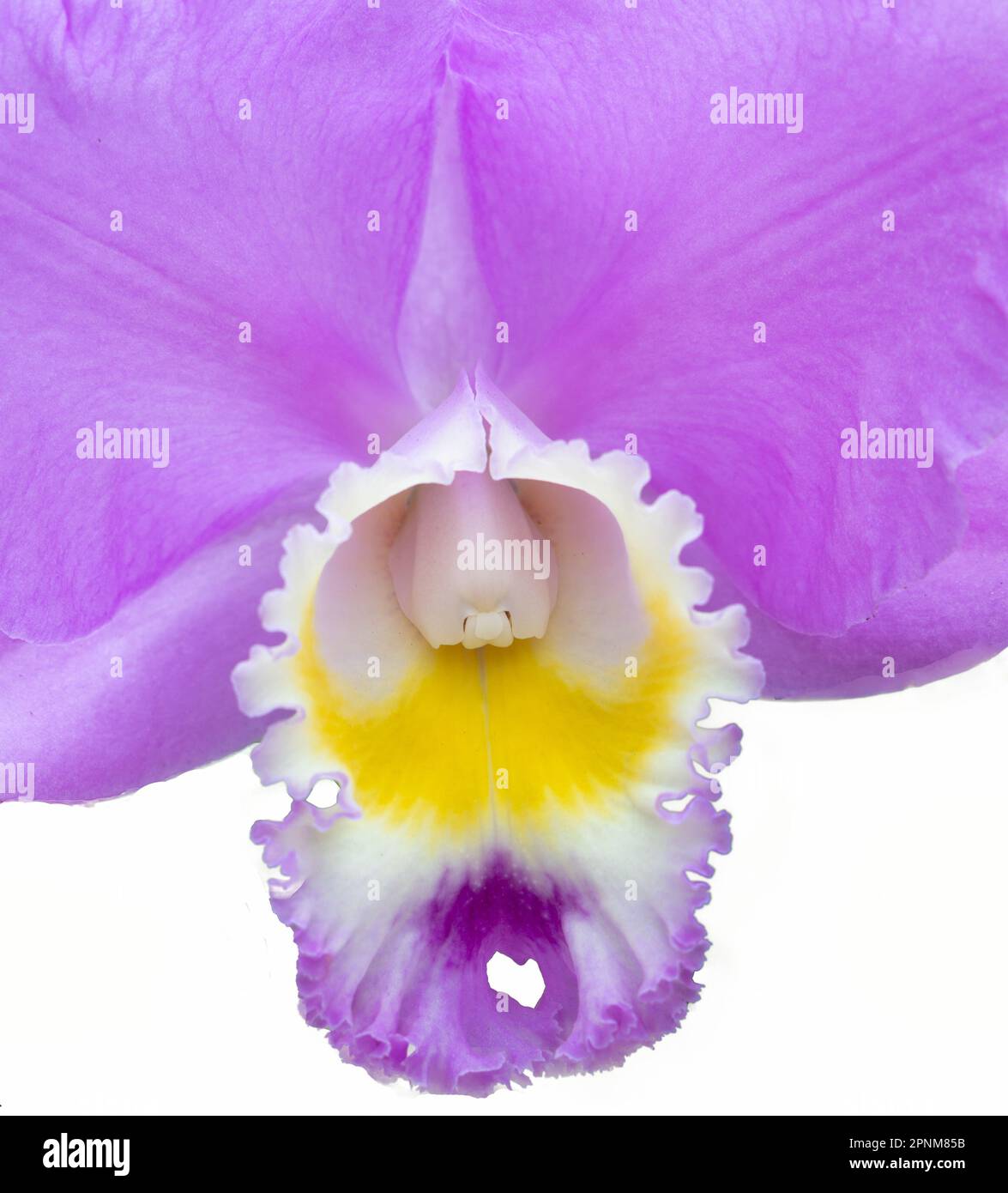 Cattleya orchid blossom against a white background Stock Photo
