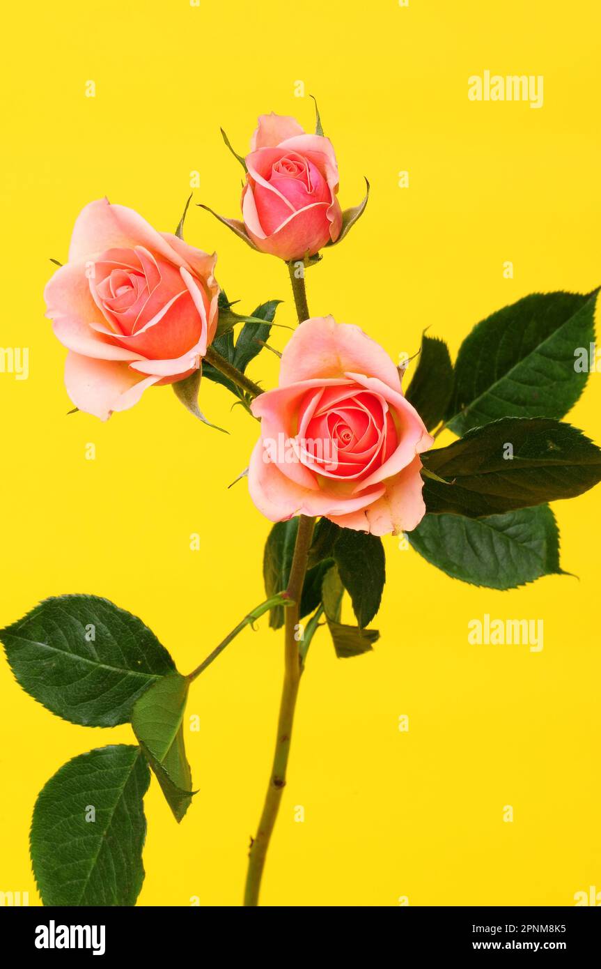 Rose Floral arrangement isolated over a yellow background Stock Photo ...