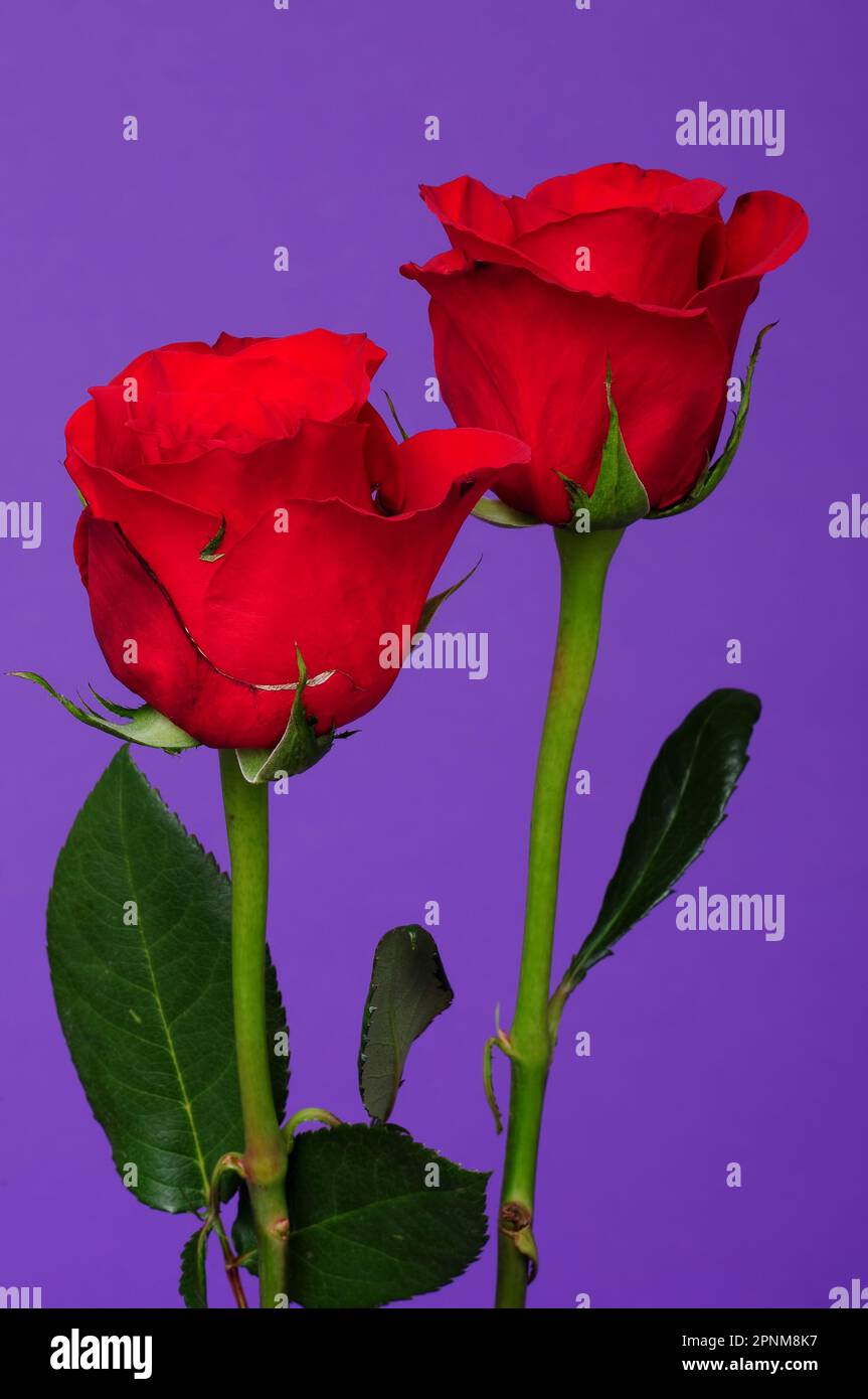 Rose Floral arrangement isolated over a purple background Stock Photo ...