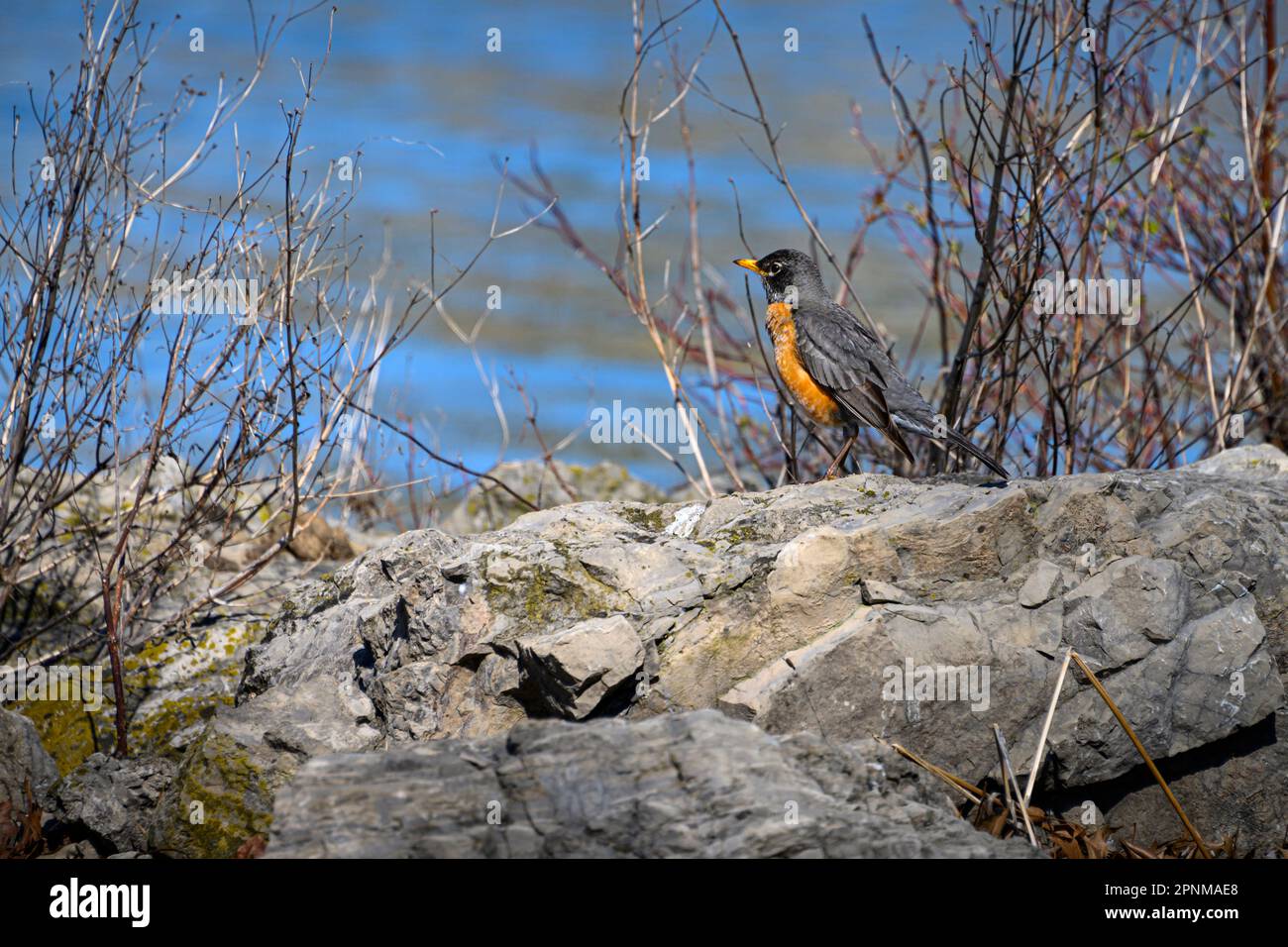 Robin in early spring foraging for food Stock Photo