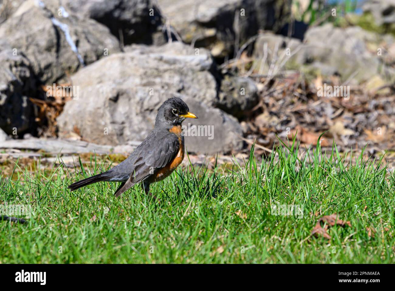 Robin in early spring foraging for food Stock Photo