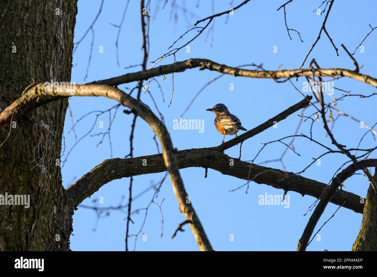 Robin in early spring foraging for food Stock Photo