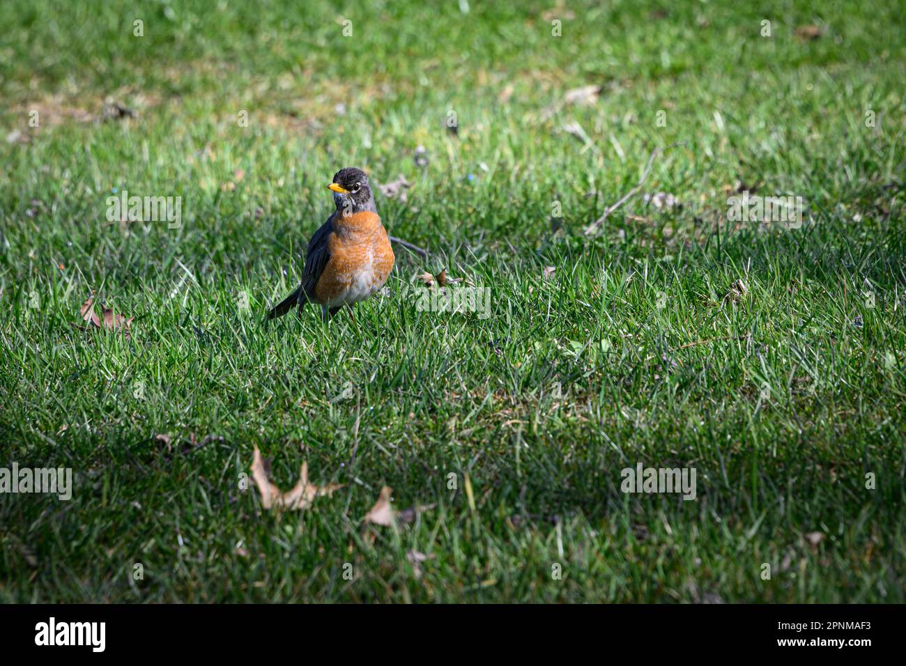 Robin in early spring foraging for food Stock Photo