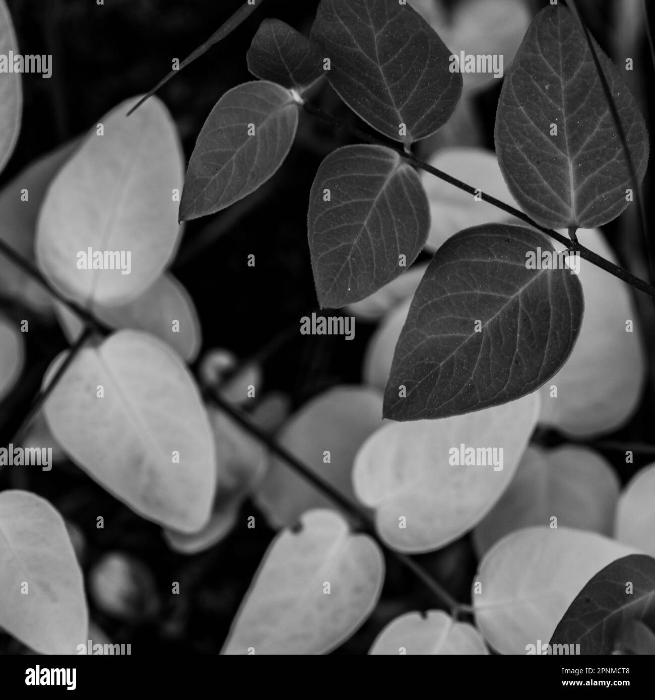 High Contrast Between Yellow And Green Leaves In Black and White abstract nature image Stock Photo