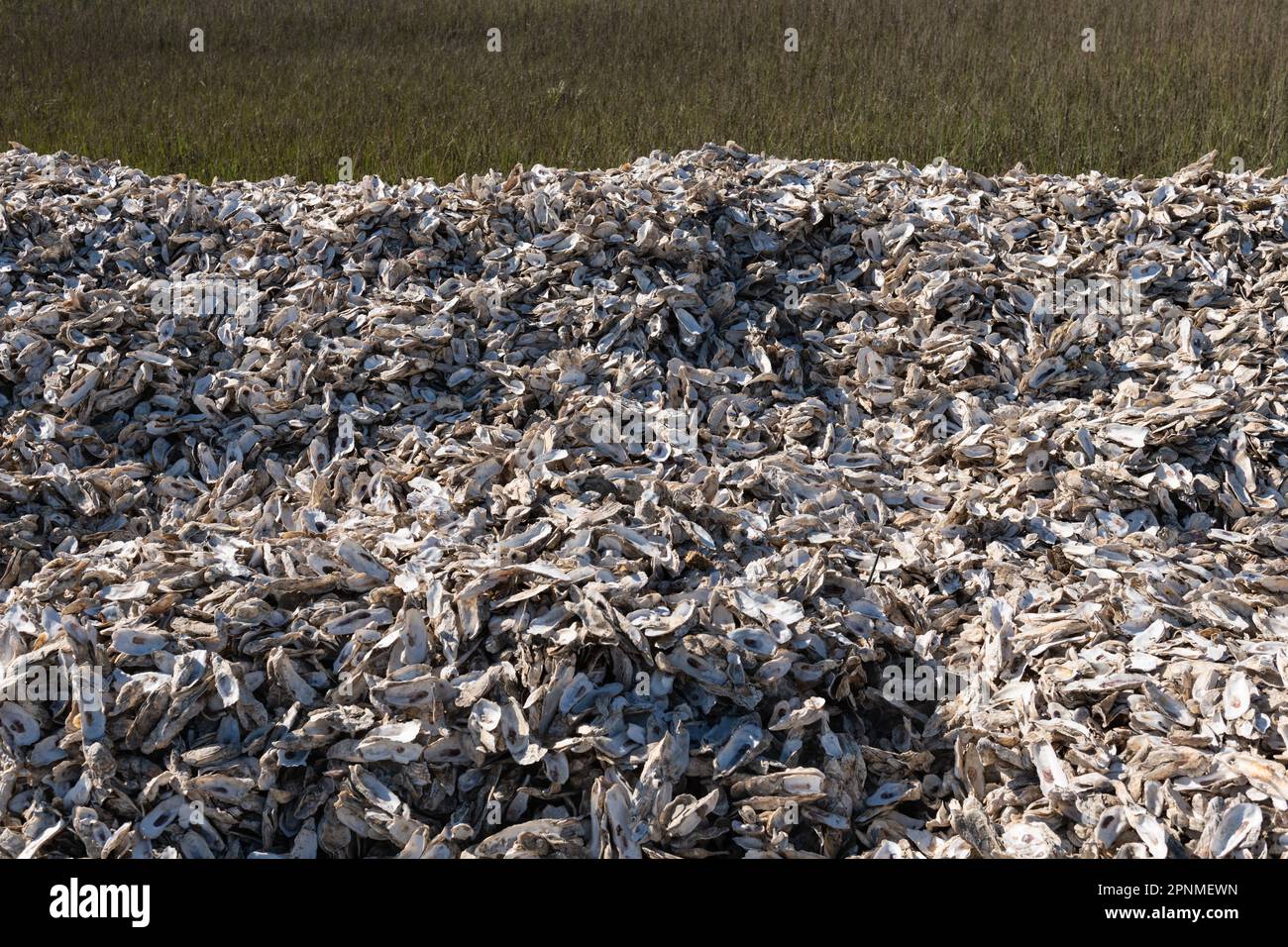 Oysters shells pile collected to be recycled. Oysters waste management
