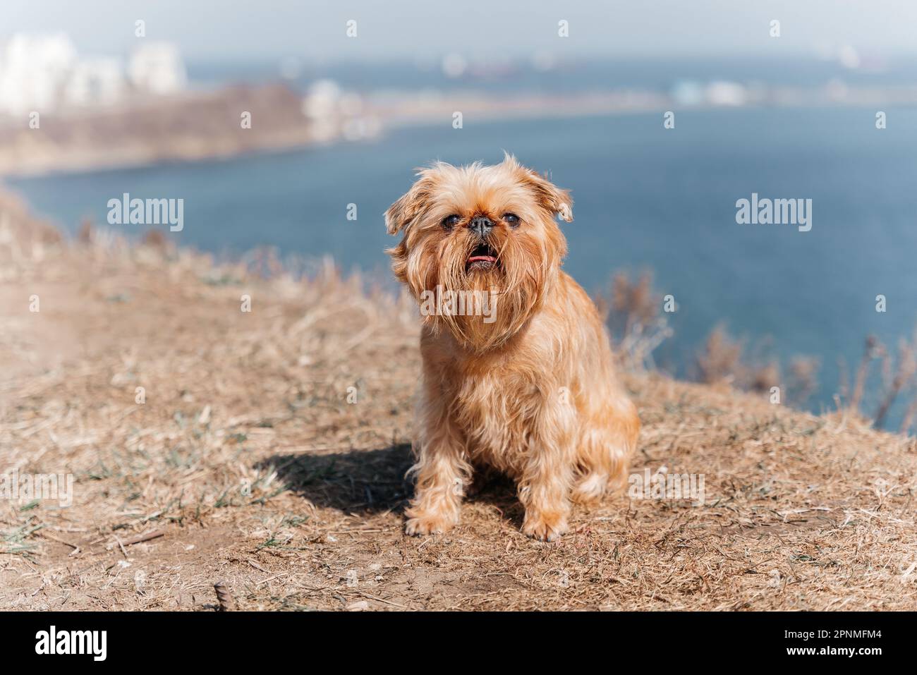 Brussels griffon best sale lhasa apso mix