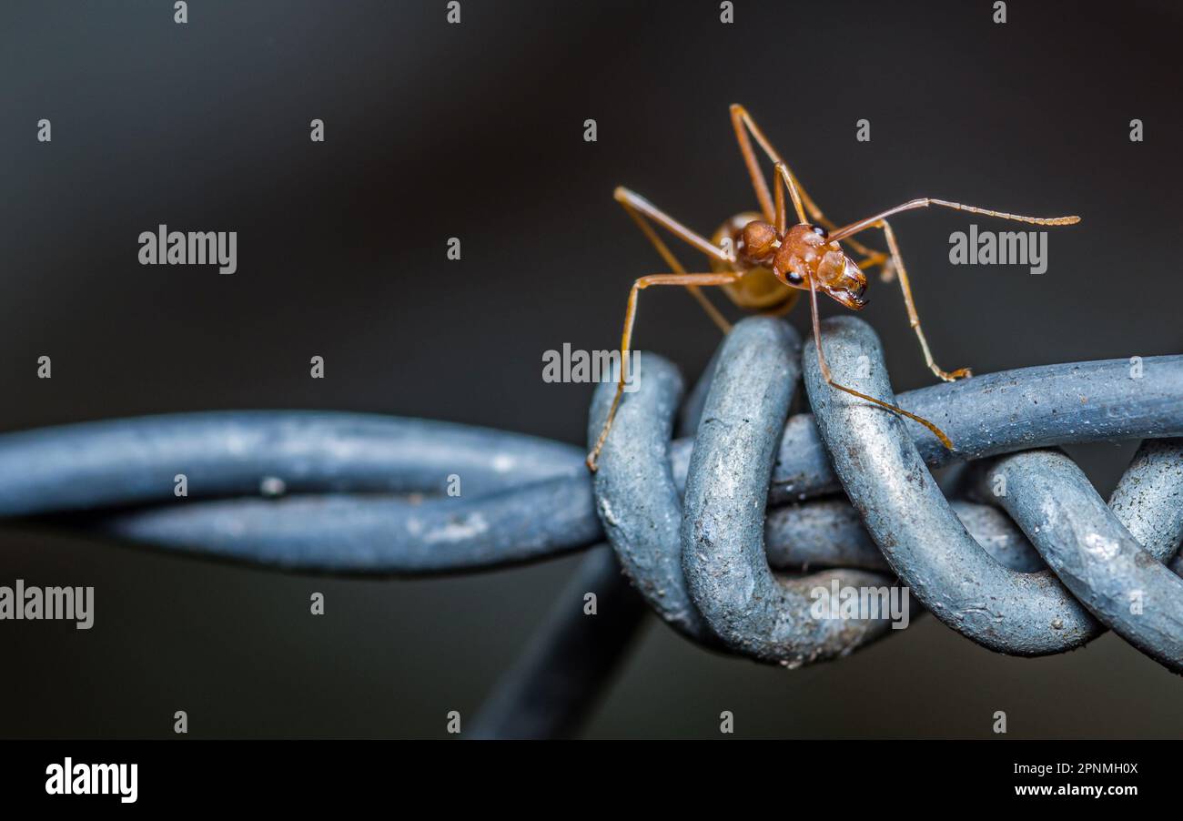 Freebies are shared everyday Terro Liquid Ant Baits Stock Photo