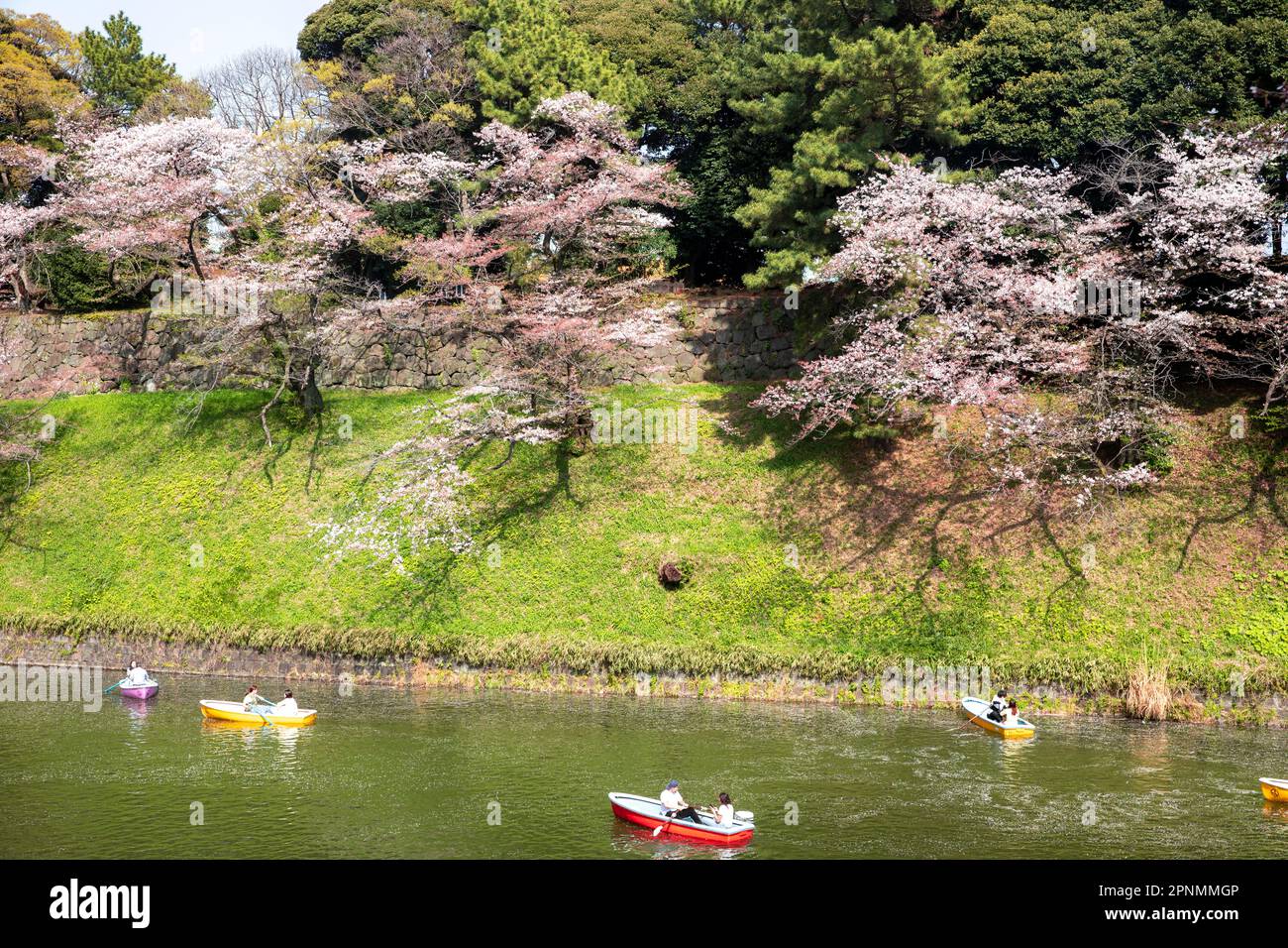 Cherry blossom sakura Tokyo, locals and visitors view cherry blossom Chiyoda cherry festival