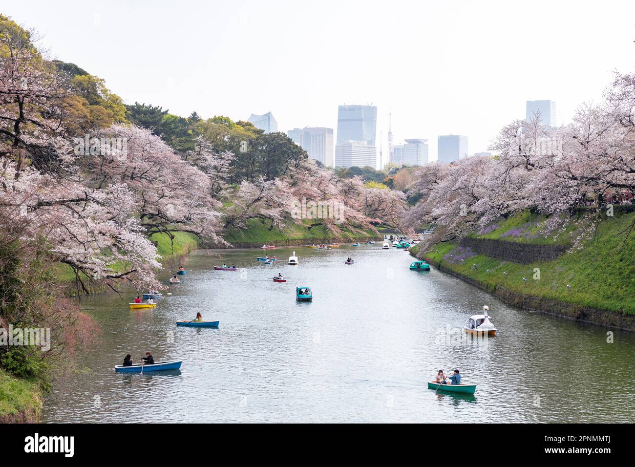 Cherry blossom sakura Tokyo, locals and visitors view cherry blossom