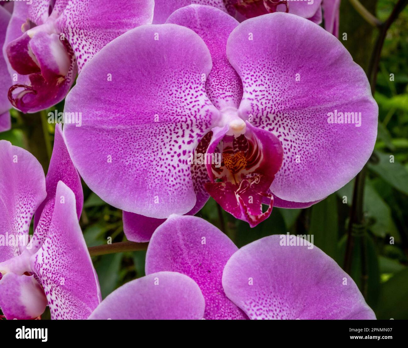 Colorful orchid blooms at the Singapore Botanical Gardens Stock Photo