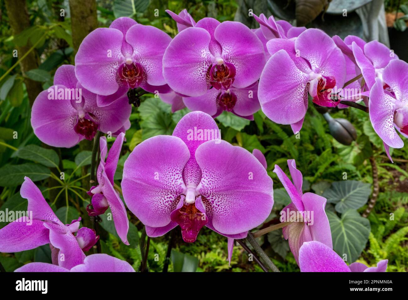 Colorful orchid blooms at the Singapore Botanical Gardens Stock Photo