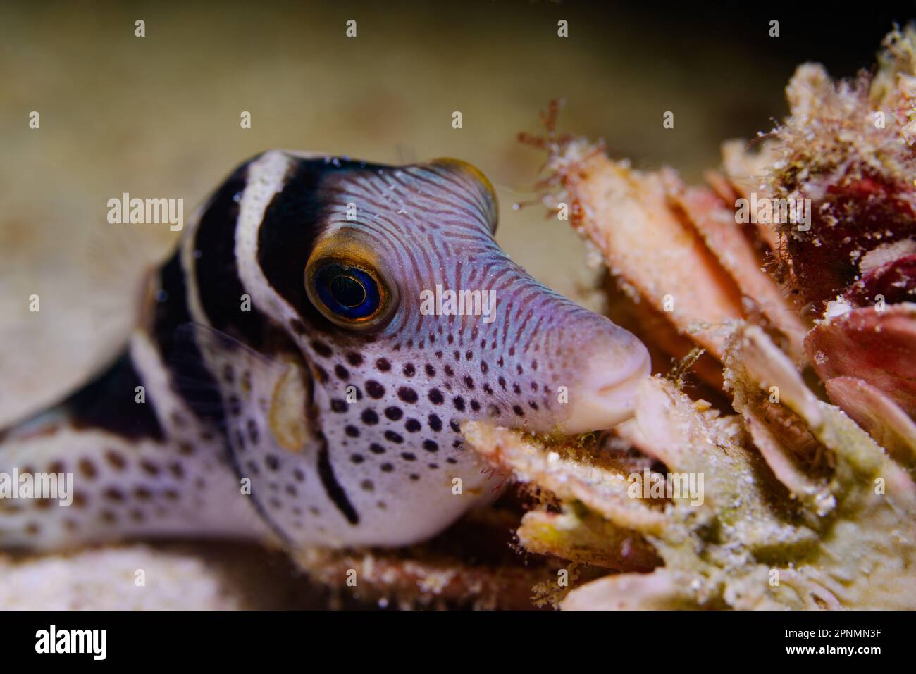 Valentins sharpnose pufferfish Stock Photo