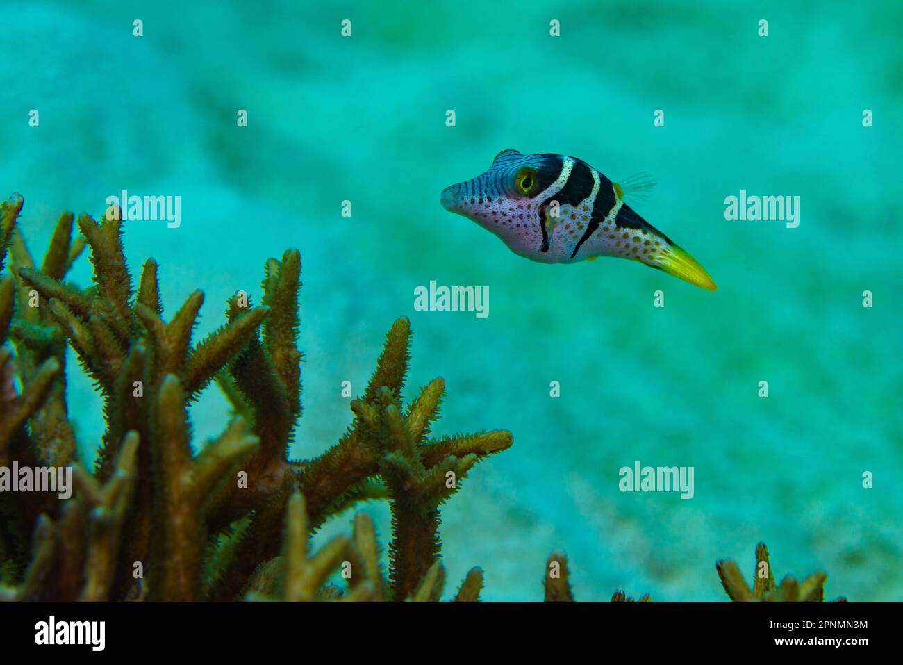 Valentins sharpnose pufferfish swimming in water column Stock Photo