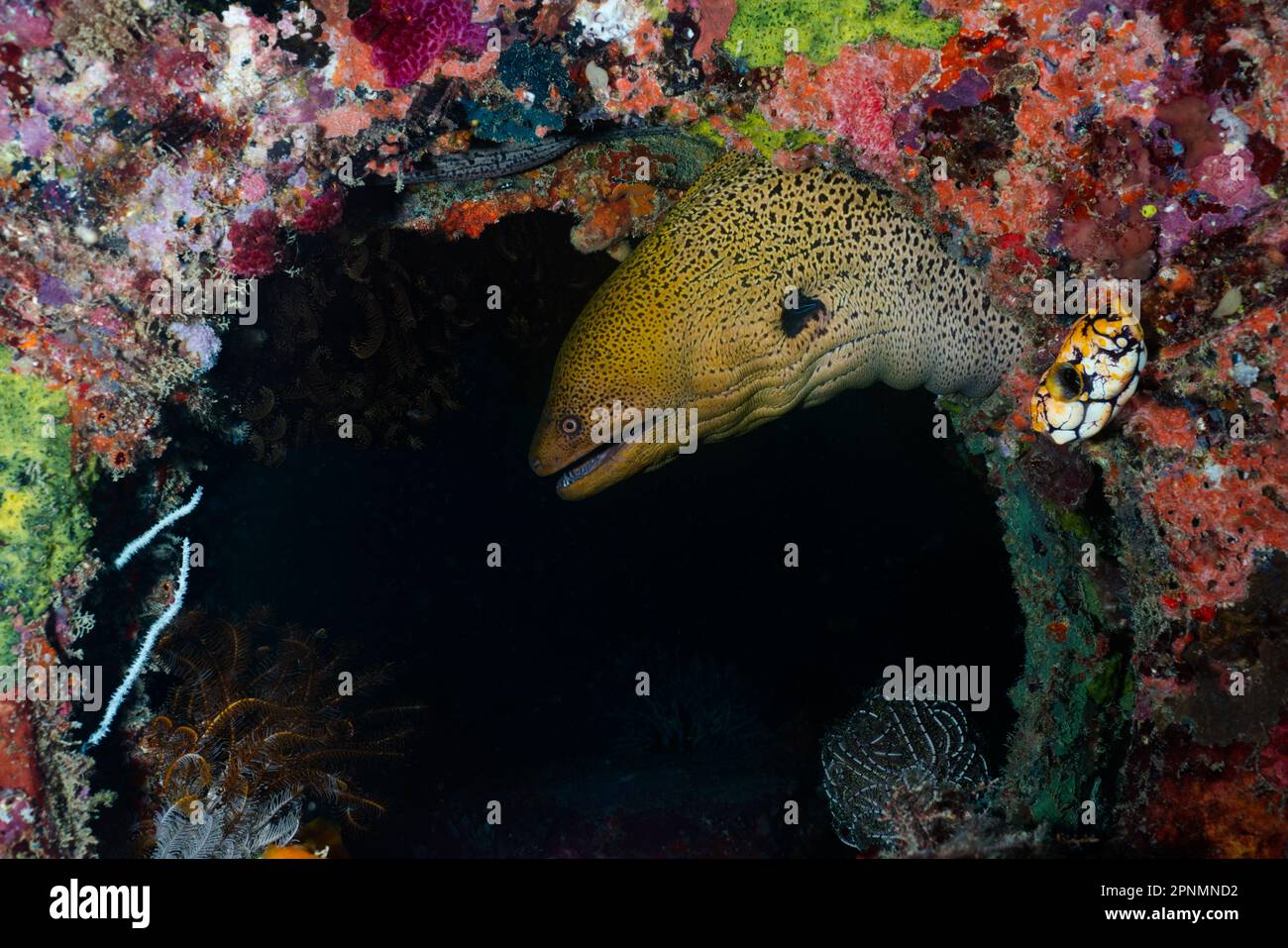 A yellow moray eel peeks out of coral reef Stock Photo