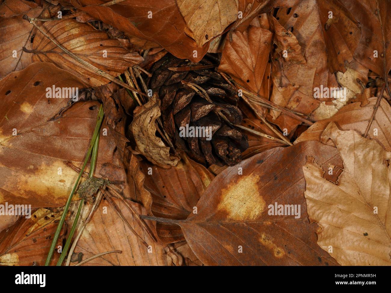 Background with pine cone, brown leaves and pine needles on the forest floor in autumn Stock Photo