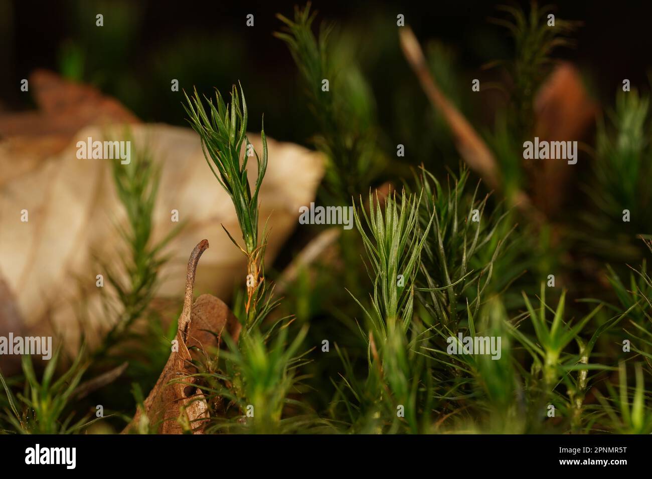 Forest floor texture moss hi-res stock photography and images - Alamy