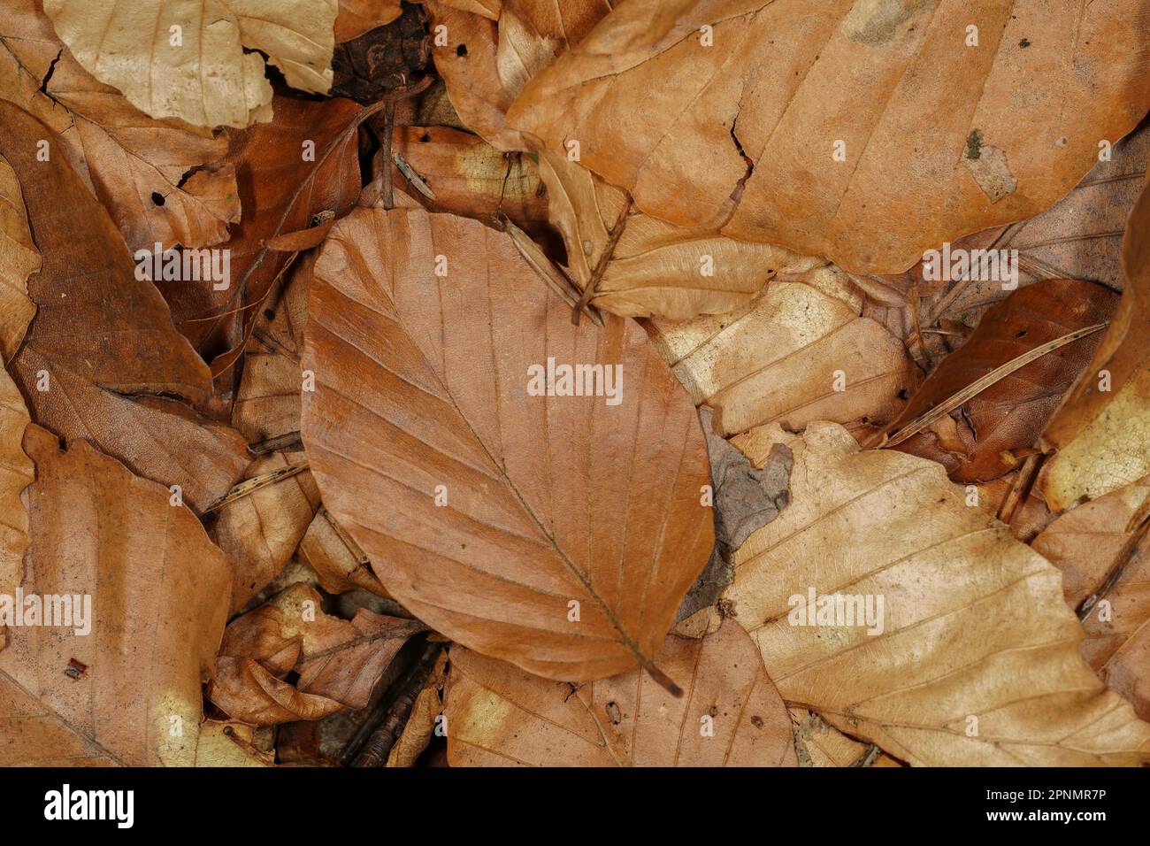 Autumnal background with brown beech leaves on the forest floor Stock Photo