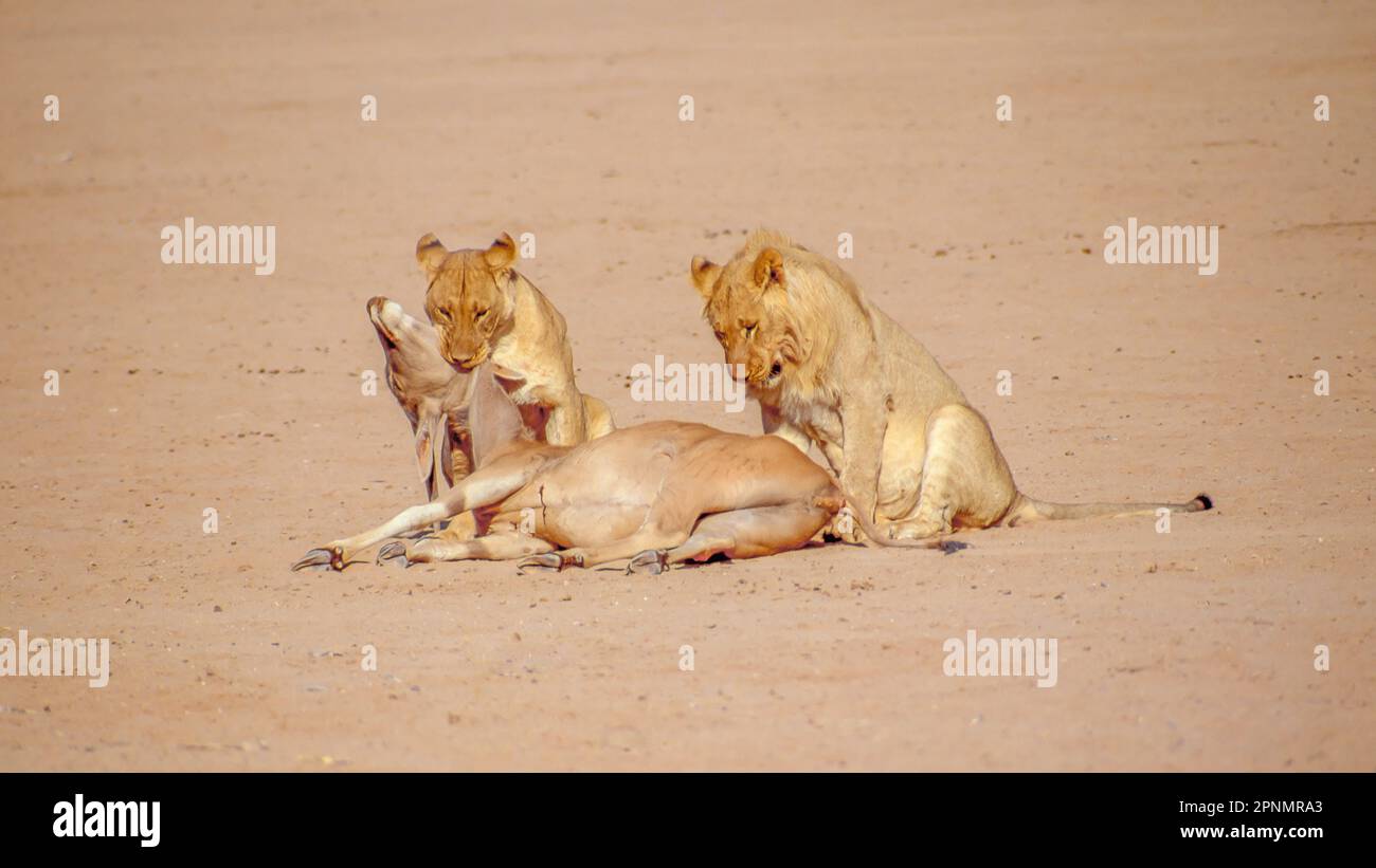 A pair of lions killing an eland in the Kgalagadi Transfrontier Park which straddles South Africa and Botswana. Stock Photo