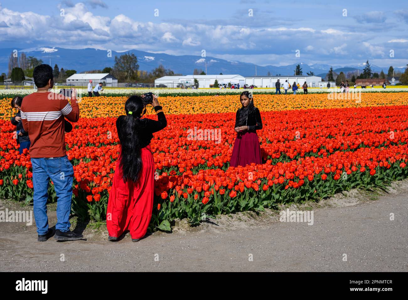 MOUNT VERNON, WA, USA APRIL 14, 2023 RoozenGaarde Farm, Skagit