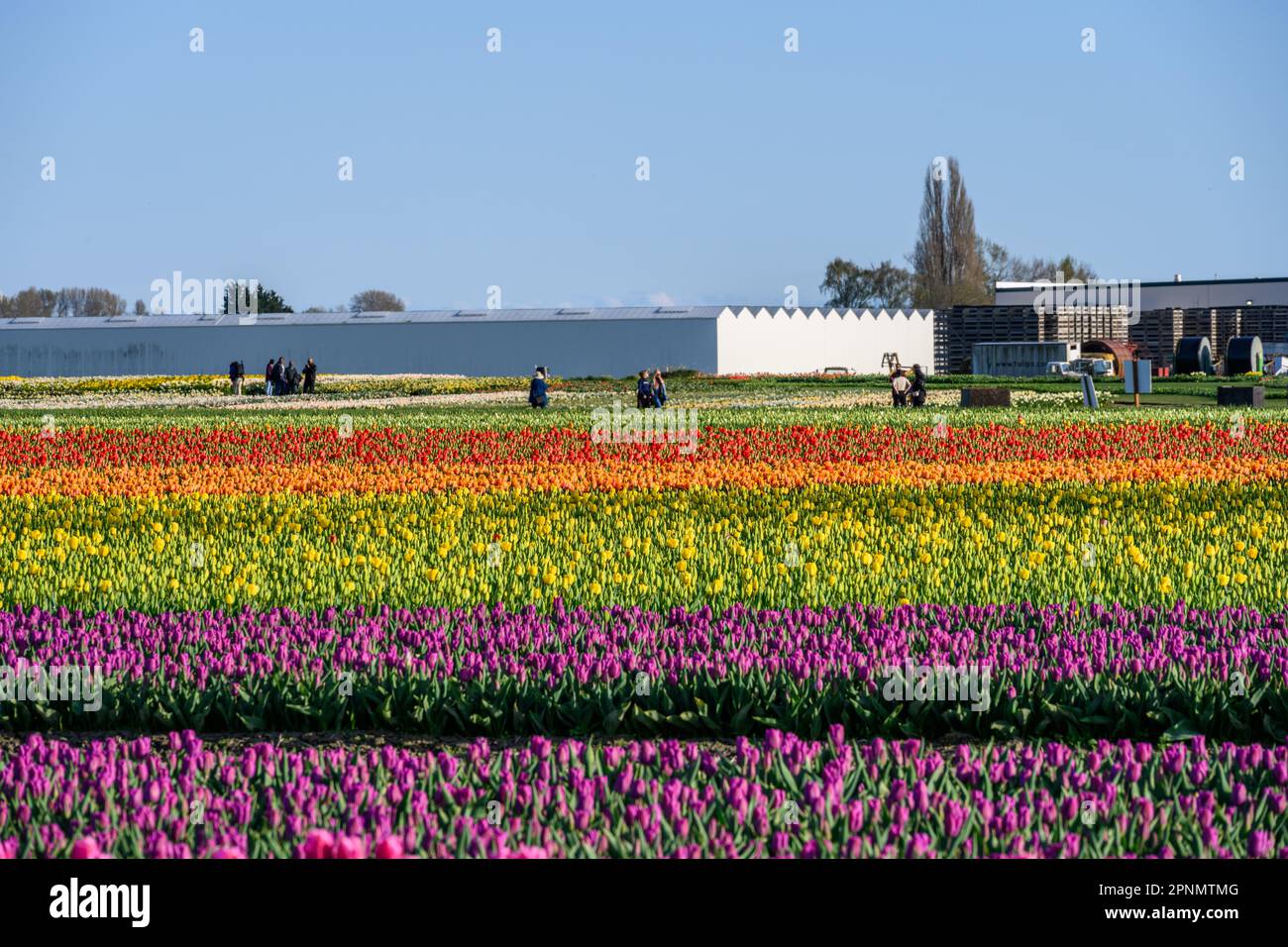 MOUNT VERNON, WA, USA APRIL 14, 2023 RoozenGaarde Farm, Skagit