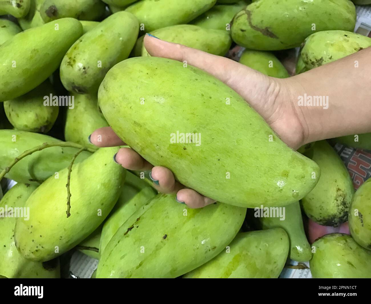 Green mango on woman hand background Stock Photo