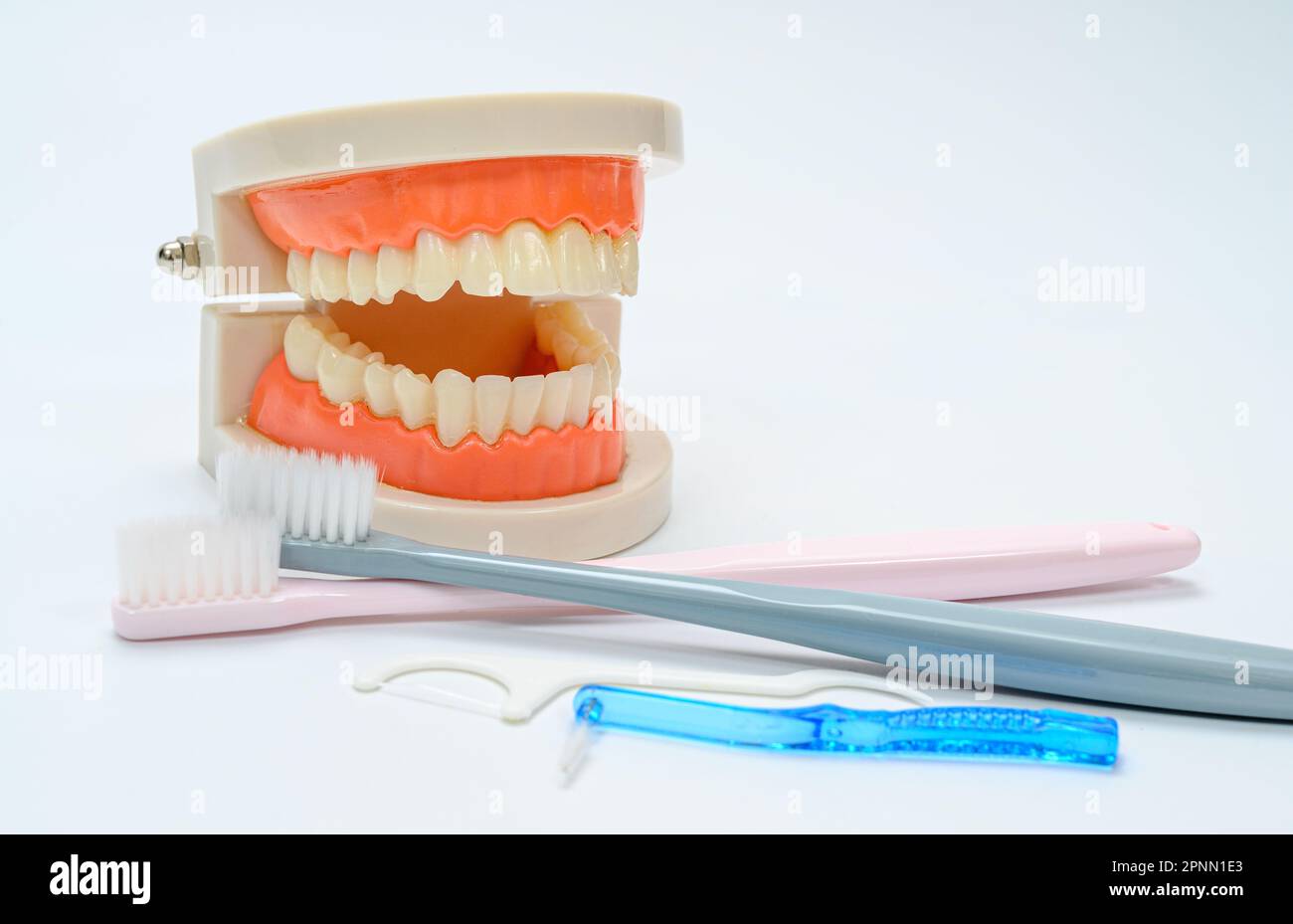 Tooth models and toothbrushes on a white background Stock Photo