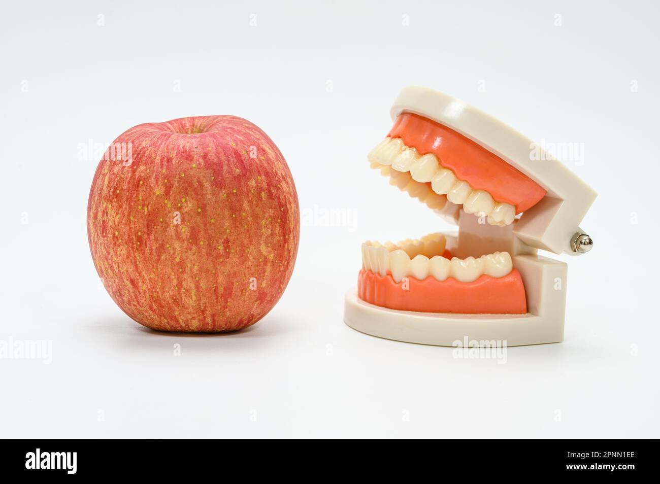 Tooth model and a ripe apple on a white background Stock Photo