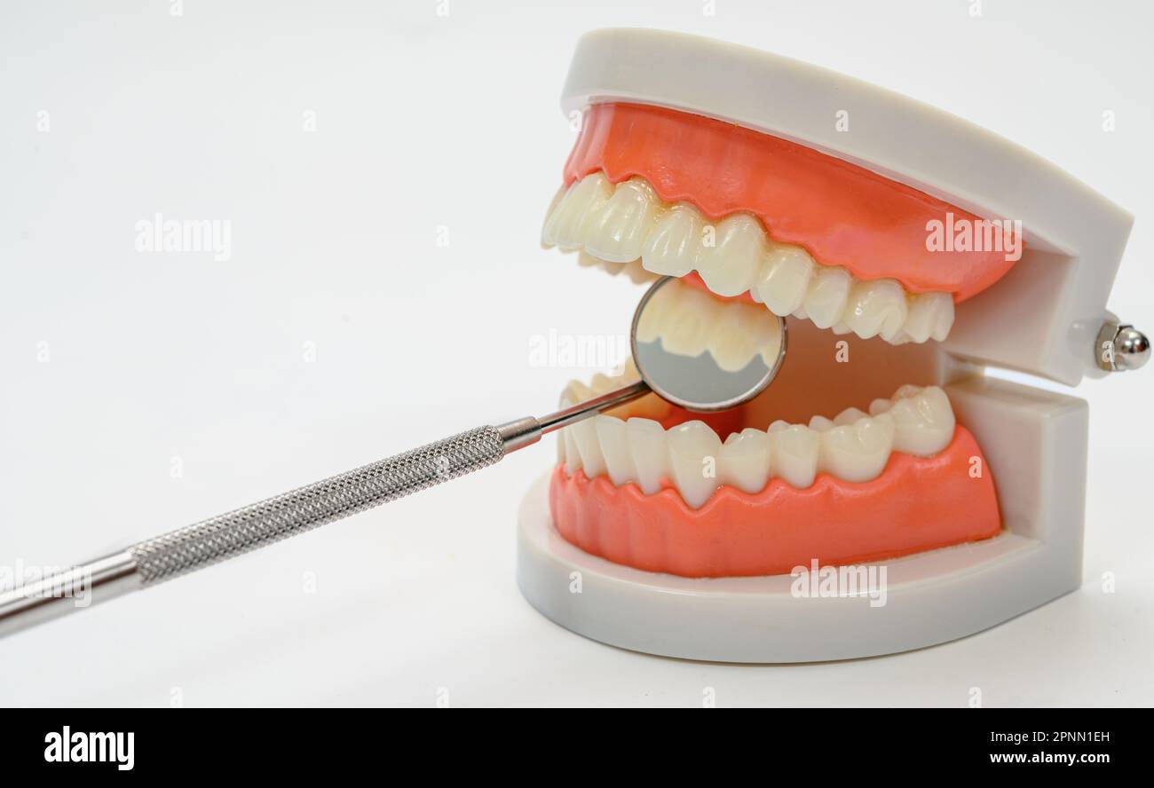 Dental mirror and tooth model on a white background Stock Photo