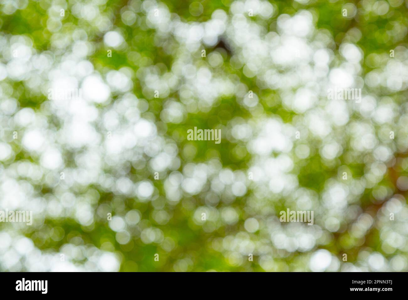 Green bokeh of tree nature background Stock Photo - Alamy