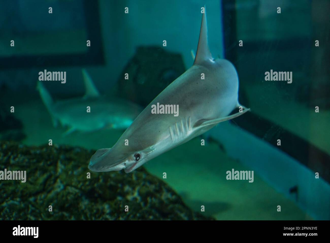 Sarasota, USA. 19th Apr, 2023. A white cheek shark (Carcharhinus dussumieri) swims in the Mote Marine Laboratory. Credit: Camilo Freedman/dpa/Alamy Live News Stock Photo