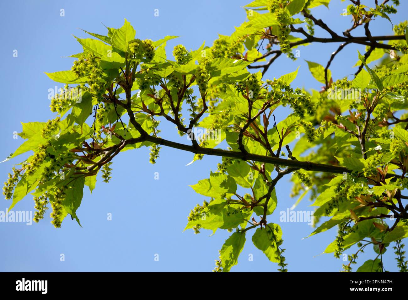 Acer pectinatum subsp laxiflorum Stock Photo