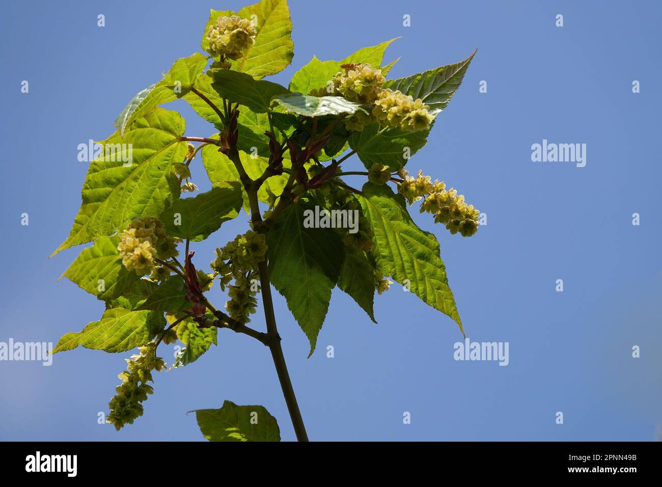 Spring, New,Leaves, Flower, Branch, Maple, Green, Foliage, Deciduous, Plant, Acer pectinatum 'Maximowiczii' Stock Photo