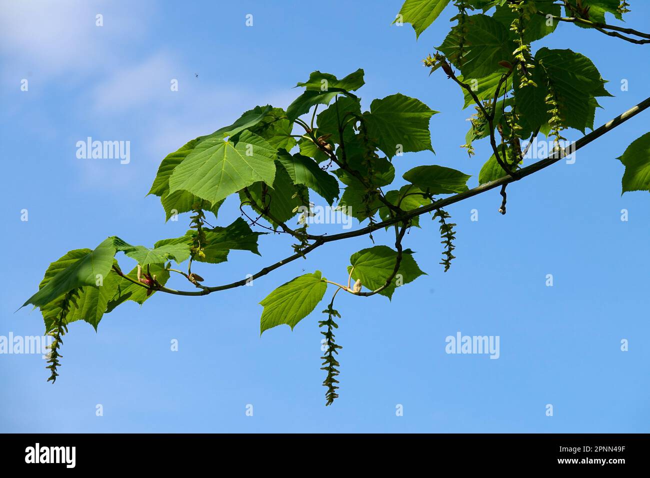Acer tegmentosum, Spring blooms on branch Stock Photo