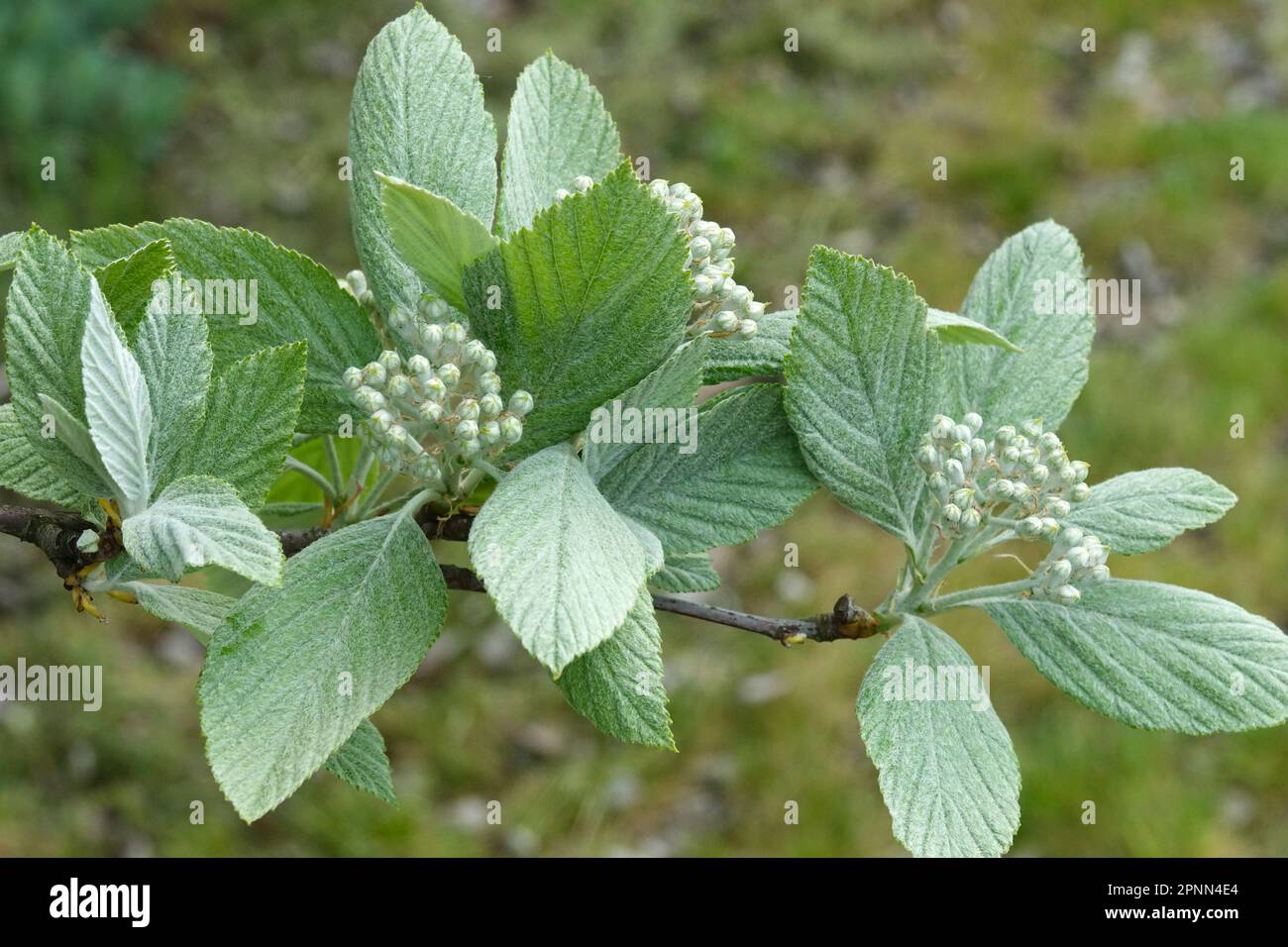 Whitebeam, Sorbus aria, Buds Stock Photo
