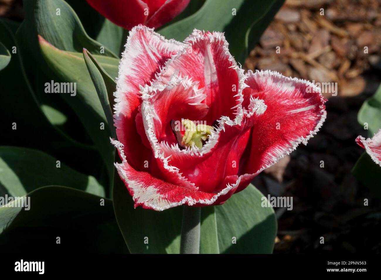 Fringed Tulip, Tulipa "Canasta Stock Photo Alamy