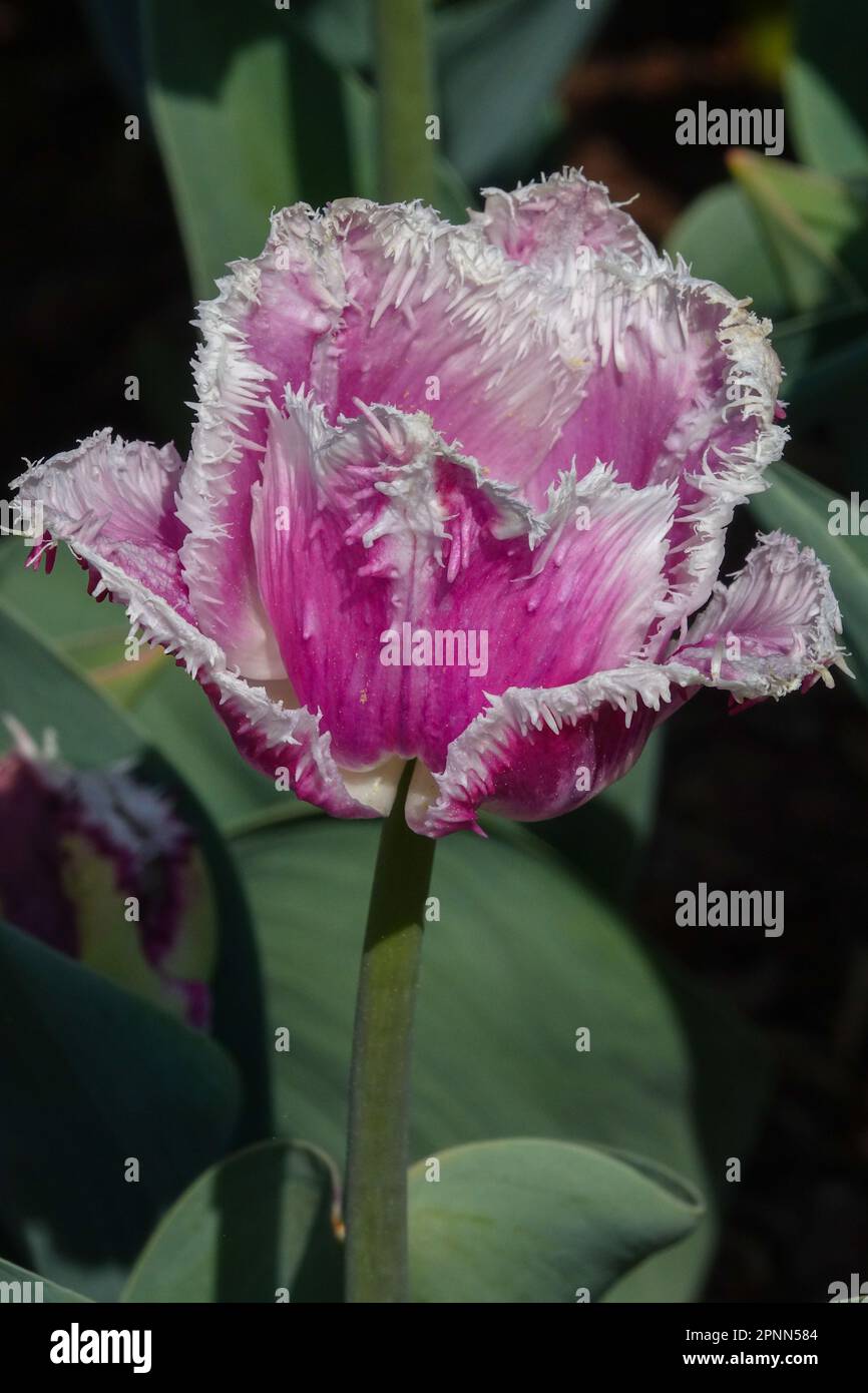Fringed Tulip, Pink, Tulipa "Cummins Stock Photo Alamy