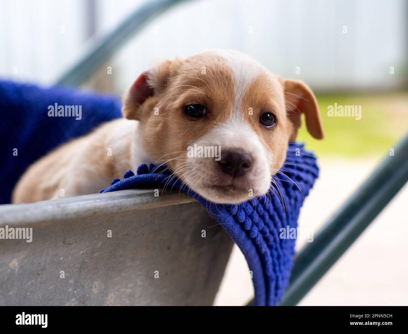 Small cute dog in the yard. Sad beige and white stray dog in a ...