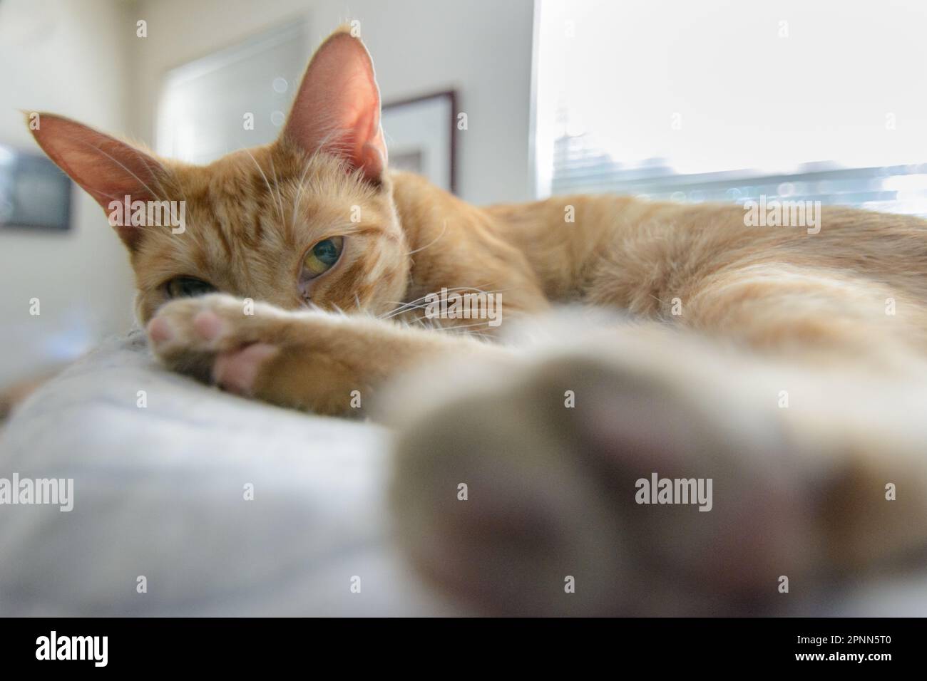 An orange tabby cat lies on a cushion in a sunny, white room and looks at the camera. Stock Photo