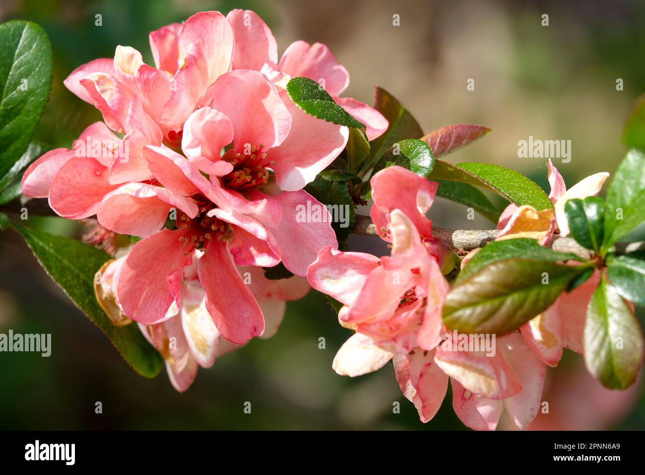 Flowering quince, Chaenomeles "Moerloosei" Pink Chaenomeles speciosa