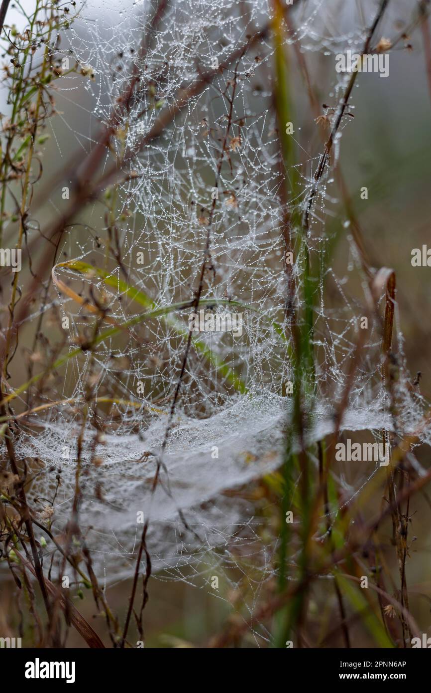 Morning dew on the cobweb. Beautiful natural motif. Field at sunrise. Macro Stock Photo