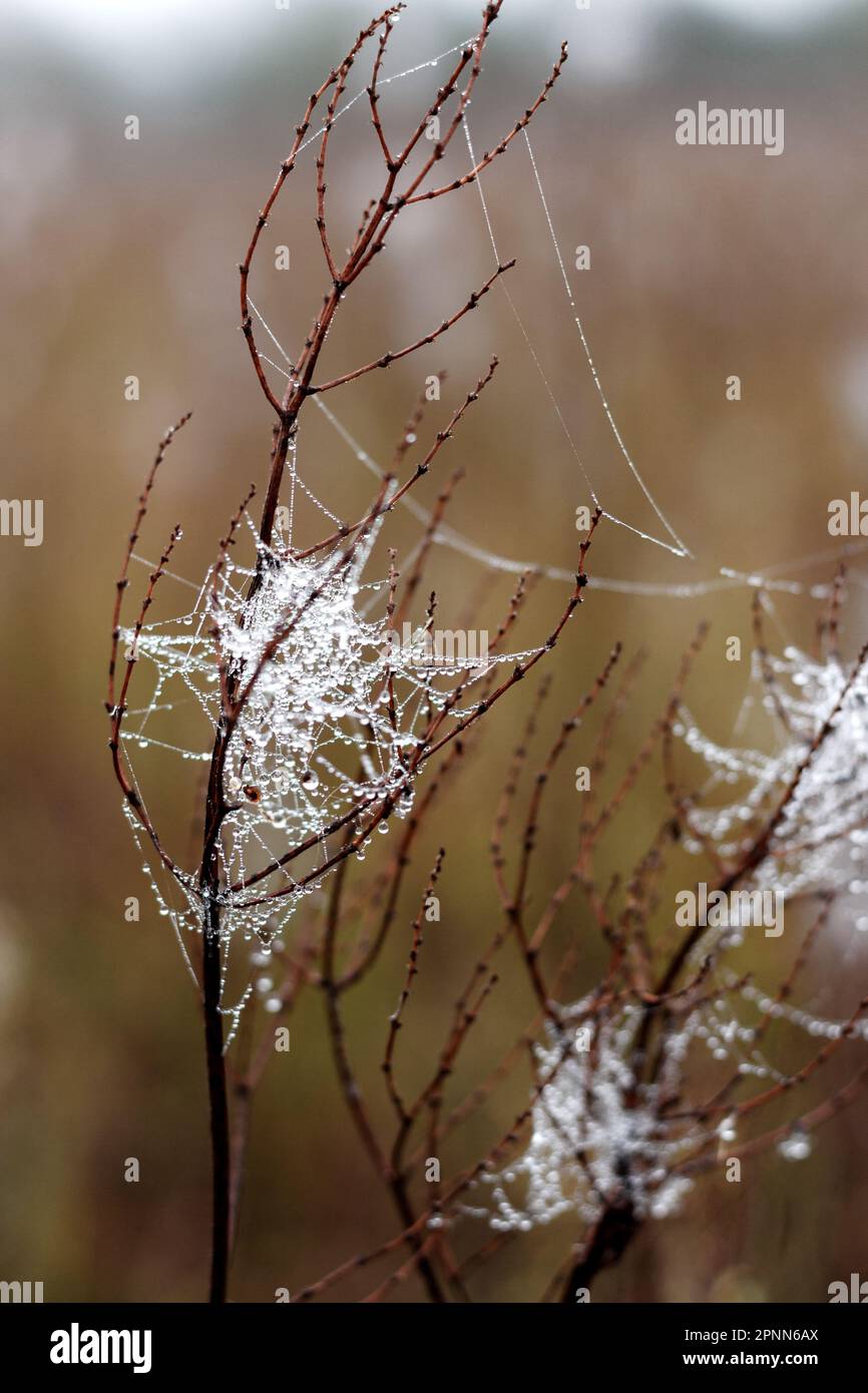 Cobwebs on the autumn dry grass. Beautiful natural motif. Slow nature Stock Photo