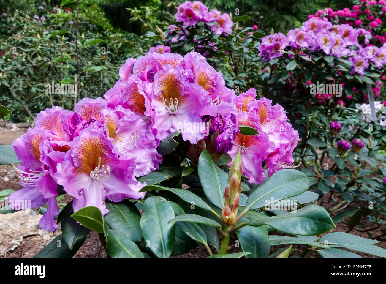 Purple Rhododendron, Rhododendron 'Tanaga' Stock Photo