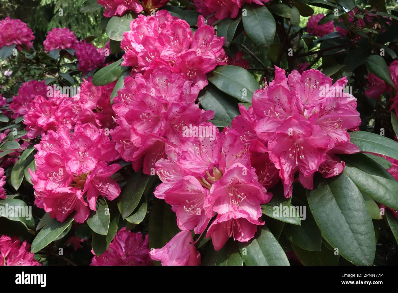 Flowering Rhododendron 'Pelopidas', Rose Colour, Bloom Stock Photo